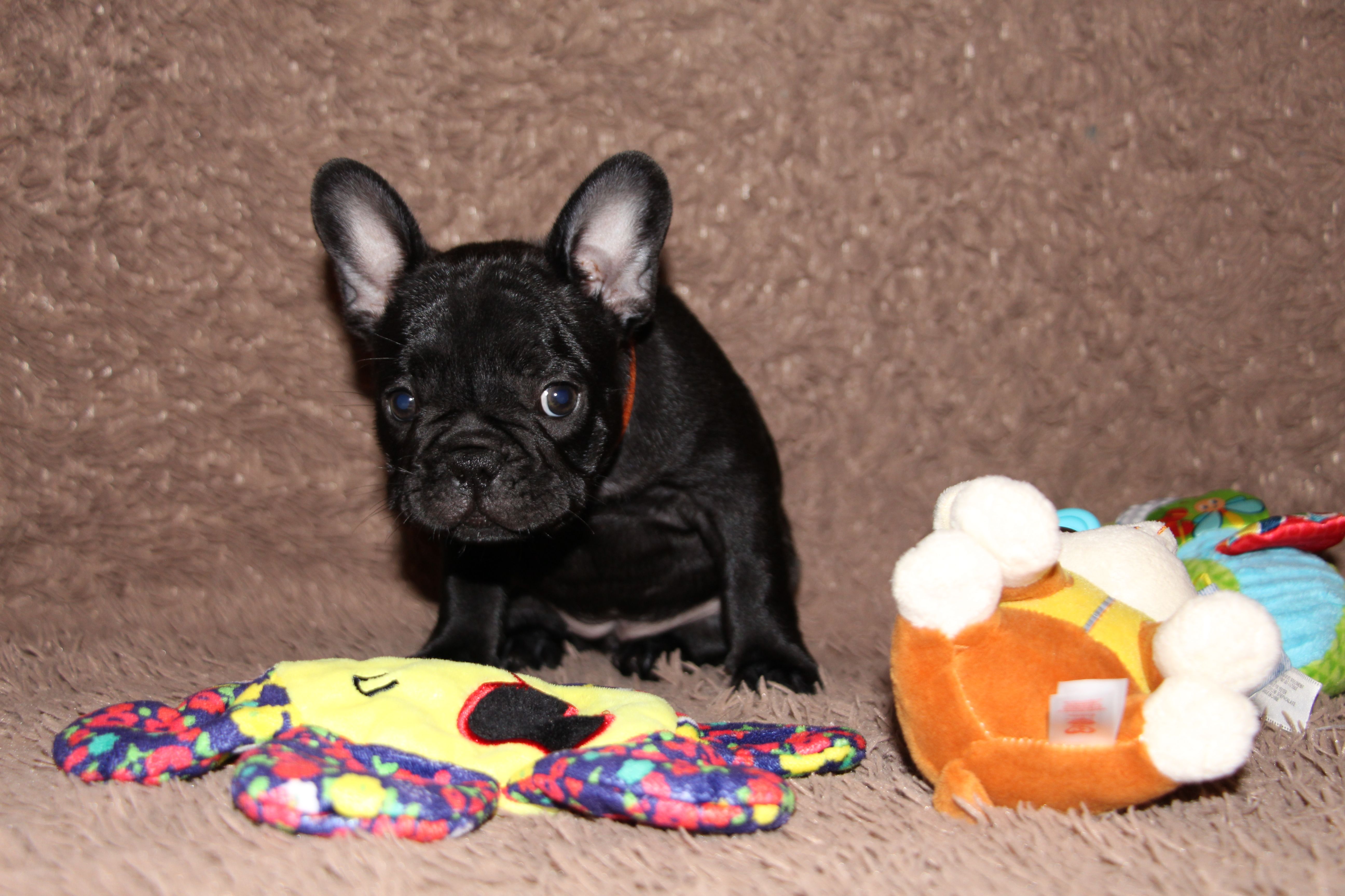  <svg class='orange'></svg> <b>Ma Cherry Melody</b> <svg class='orange'></svg>